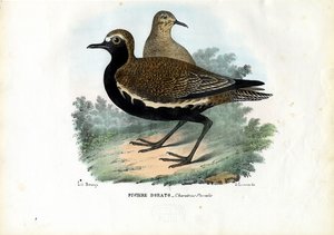 Chorlito, 1863-79 de Raimundo Petraroja